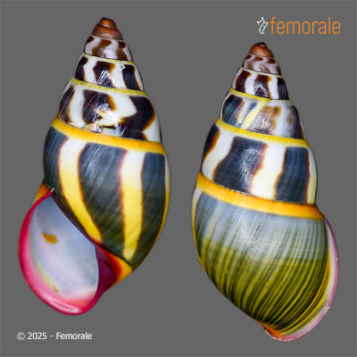 Amphidromus fuscolabris Möllendorff, 1898