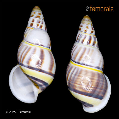 Amphidromus contrarius contrarius (O. F. Müller, 1774)
