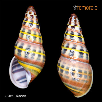 Amphidromus columellaris columellaris Möllendorff, 1892