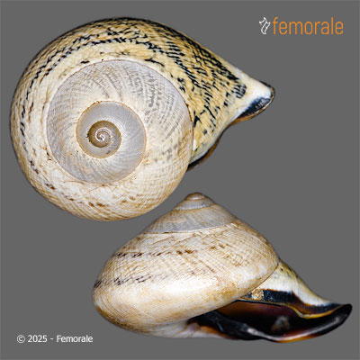 Rhynchotrochus taylorianus planogyra (Möllendorff, 1895)