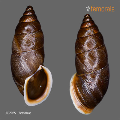 Pseudonapaeus cf. macrostoma (Möllendorff, 1901)