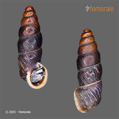 Holcauchen entocraspedius (Möllendorff, 1901)