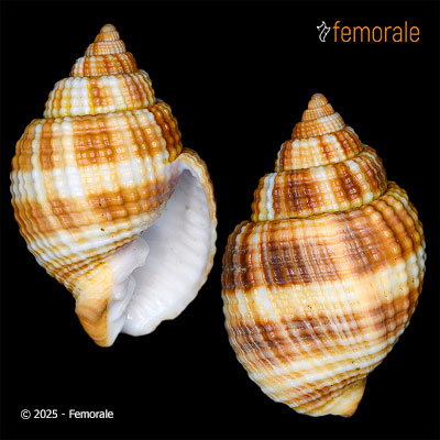 enlarge photo