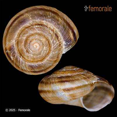 enlarge photo