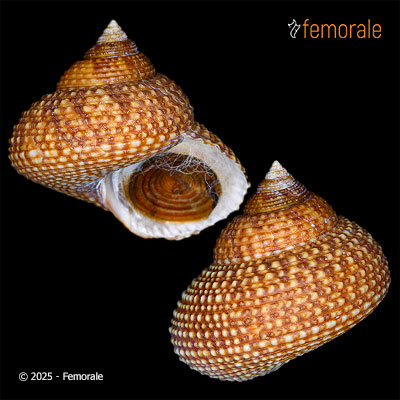 enlarge photo