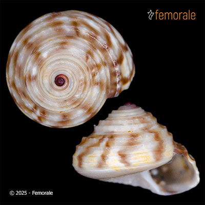 enlarge photo