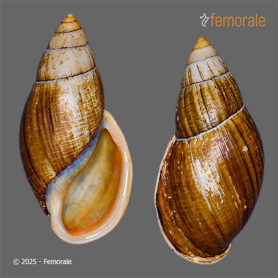 enlarge photo