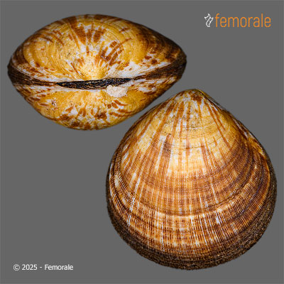 enlarge photo