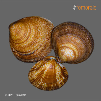 enlarge photo