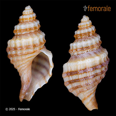 enlarge photo
