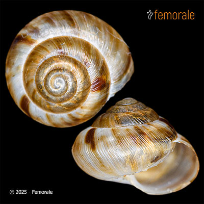 enlarge photo