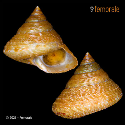 enlarge photo