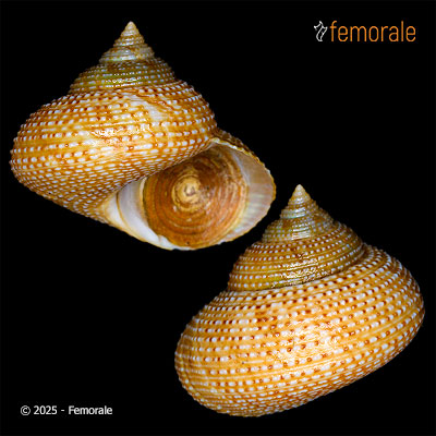 enlarge photo