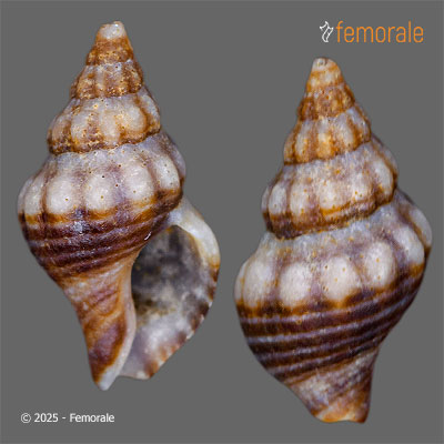 enlarge photo
