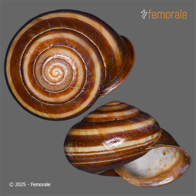 enlarge photo