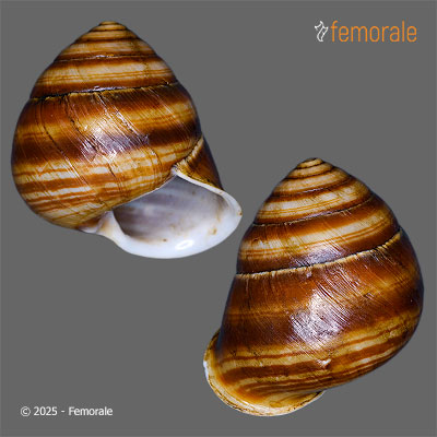 enlarge photo