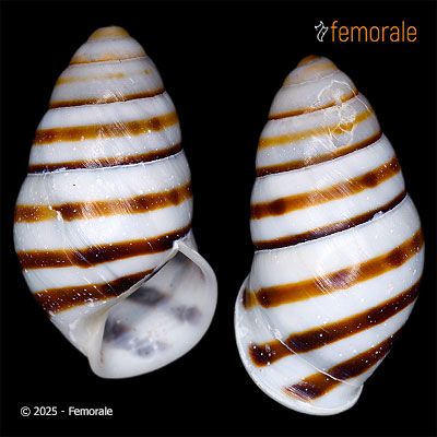 Edentulina ovoidea (Bruguière, 1789)