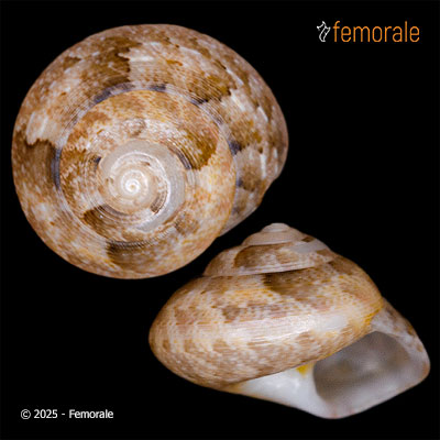 enlarge photo