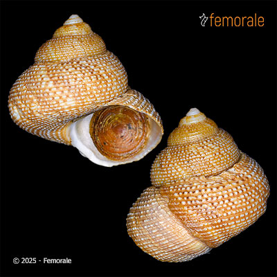 enlarge photo