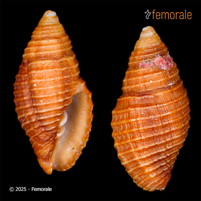 enlarge photo