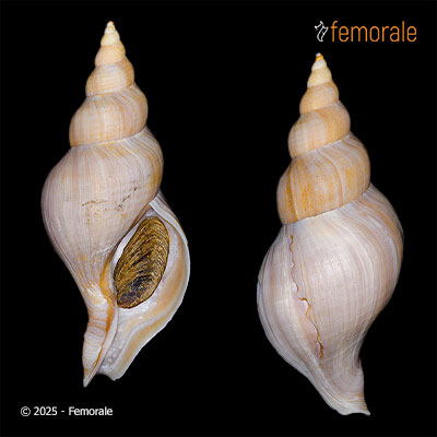 Colus gracilis glaber (Verkrüzen, 1876)