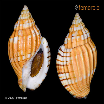 Lyria tulearensis Cosel & Blöcher, 1977