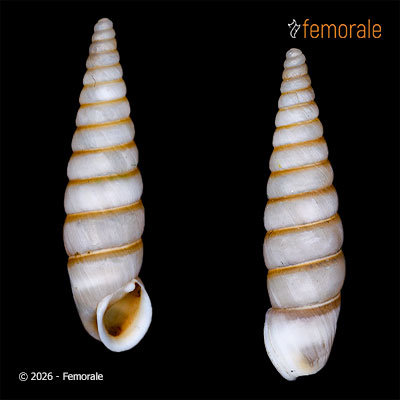 Clausiliopsis phaeorhaphe (Möllendorff, 1901)