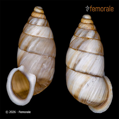 Mirus alboreflexus perforatus (Möllendorff, 1901)