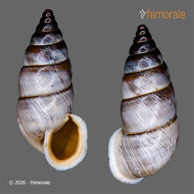 Pupinidius gregorii (Möllendorff, 1901)
