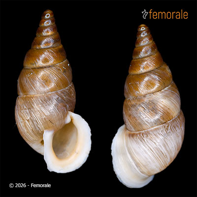 Petraeomastus platychilus malleatus (Möllendorff, 1901)