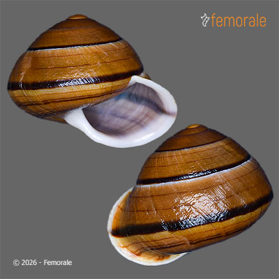 Camaena xanthoderma (Möllendorff, 1882)