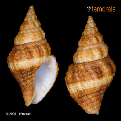 enlarge photo