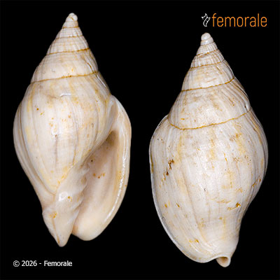 Mitreola subplicata (Deshayes, 1835)†
