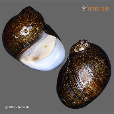 Vittina roissyana (Récluz, 1841)