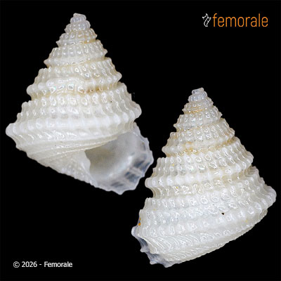 Dentistyla sericifila (Dall, 1889)