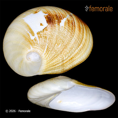 enlarge photo
