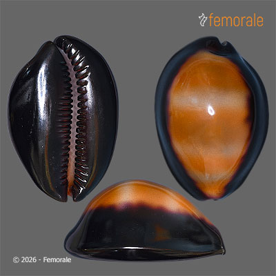 Cypraea ventriculus (Lamarck, 1810) - REPLICA