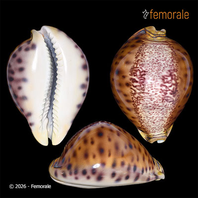 Cypraea valentia Perry, 1811 - REPLICA