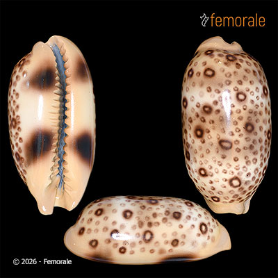 Cypraea argus L., 1758 - REPLICA