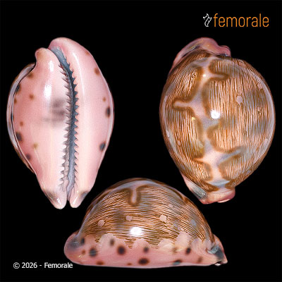 Cypraea mappa panerythra Melvill, 1888 - REPLICA