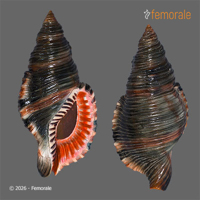 Monoplex pilearis (Linnaeus, 1758) - REPLICA