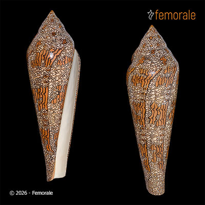 Conus gloriamaris Chemnitz, 1777 - REPLICA
