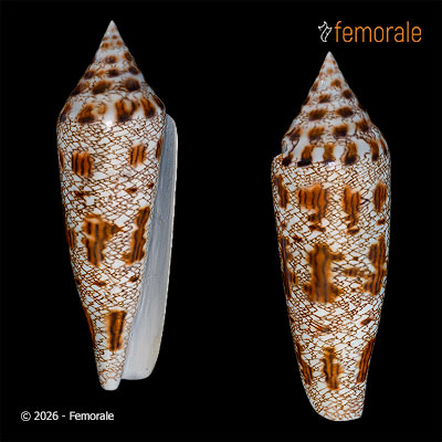 Conus bengalensis (Okutani, 1968) - REPLICA