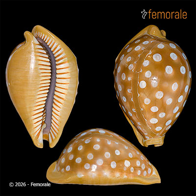 Cypraea leucodon Broderip, 1828 - REPLICA