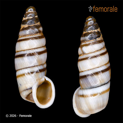 Clausiliopsis buechneri (Möllendorff, 1901)