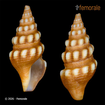 enlarge photo
