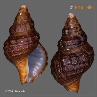 enlarge photo
