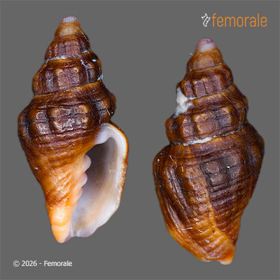 enlarge photo