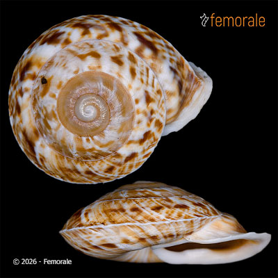 Obba listeri recurvata (Möllendorff, 1898)