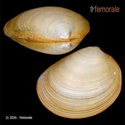 enlarge photo